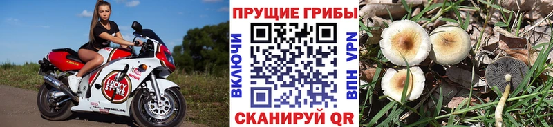 Галлюциногенные грибы ЛСД  купить наркотик  дарк нет как зайти  Железногорск 